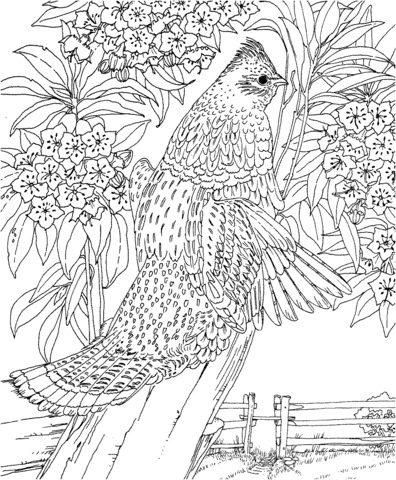 Pennsylvania Ruffed Grouse And Mountain Laurel Coloring Page